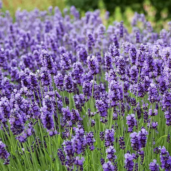 Heirloom Lavender Flower seeds for Planting Seasonal Bloomer Heirloom & GMO Free Seeds for Home Garden