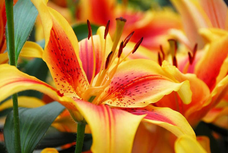 Premium Yellow Red Lilium Flower seeds for Planting Hardy Variety, Heirloom & GMO Free Seeds for Home Garden seeds