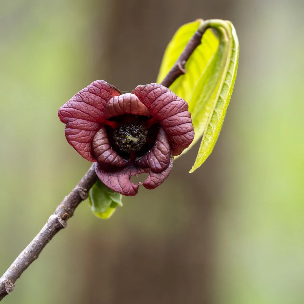 Green Asminia Triloba Flower seeds for Planting - Seasonal Bloomer, Heirloom & GMO Free Seeds for Home Garden