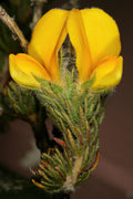 Aspalathus Flower seeds for Planting Fragrant Blossoms, Heirloom & GMO Free Seeds for Home Garden seeds for planting