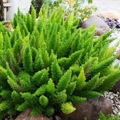 Beautifull Asparagus Meyeri Foxtail Fern Flower seeds for Planting - Hardy Variety, Heirloom & GMO Free Seeds for Home Garden