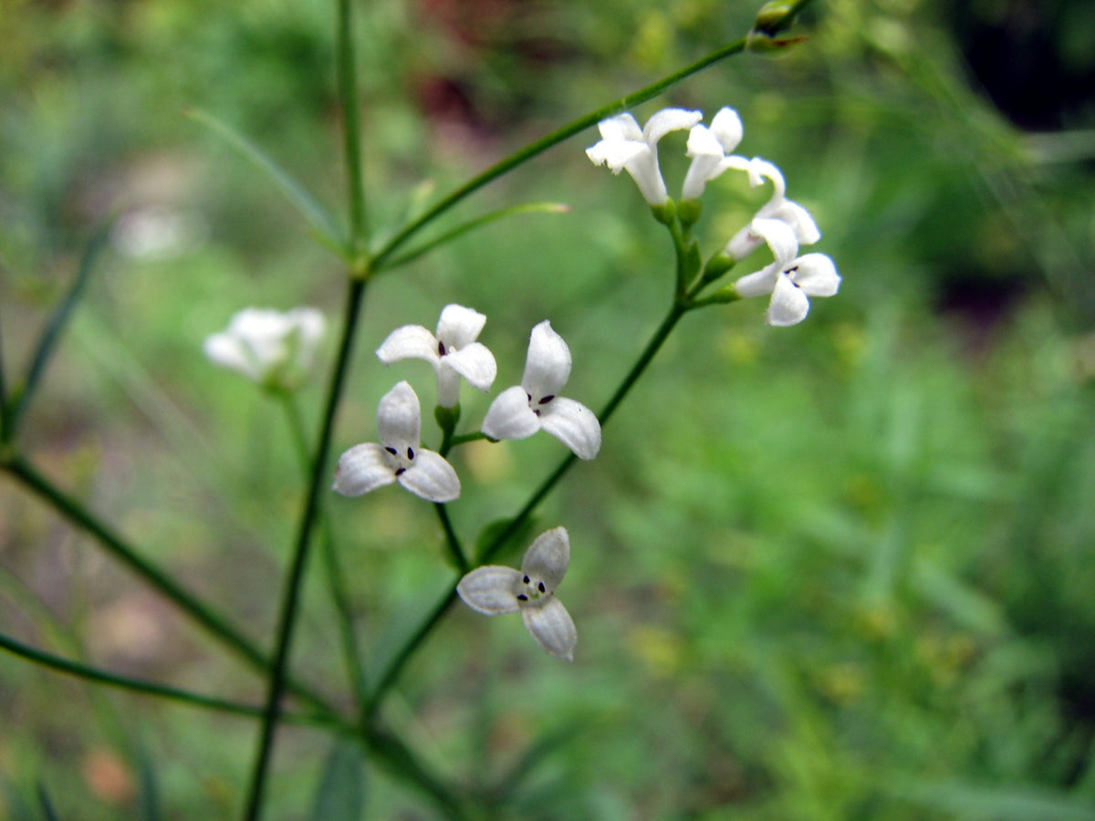 Asperula Flower seeds for Planting, Easy to Grow Heirloom & GMO Free Seeds for Home Garden   Sale