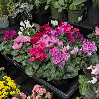 Mixed Color Cyclamen Seeds – Fragrant Heirloom Non-GMO Flowers for Garden Planting