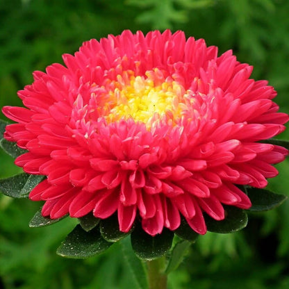 Aster Flower seeds for Planting, Easy to Grow Heirloom & GMO Free Seeds for Home Garden