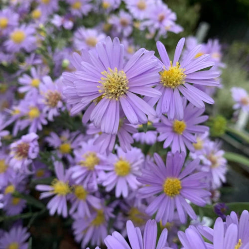 Premium Blue Brachycome Flower seeds for Planting Shade Tolerant, Heirloom & GMO Free Seeds for Home Garden seeds