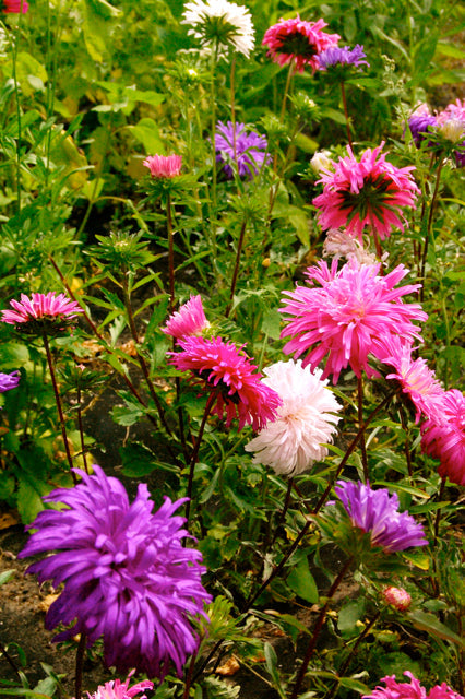 Multi Asters Giants Flower seeds for Planting Cut Flower Favorite, Heirloom & GMO Free Seeds for Home Garden vegetable and garden seeds