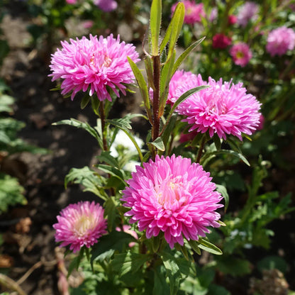 Aster Flower seeds for Planting Compact Growth Heirloom & GMO Free Seeds for Home Garden