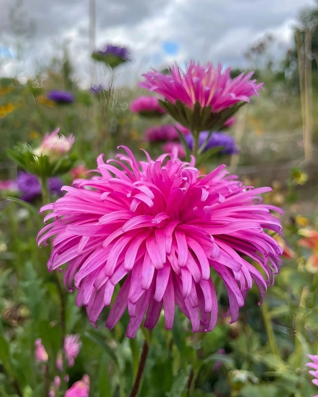 Premium Multi Asters Giants Flower seeds for Planting Cut Flower Favorite, Heirloom & GMO Free Seeds for Home Garden seeds