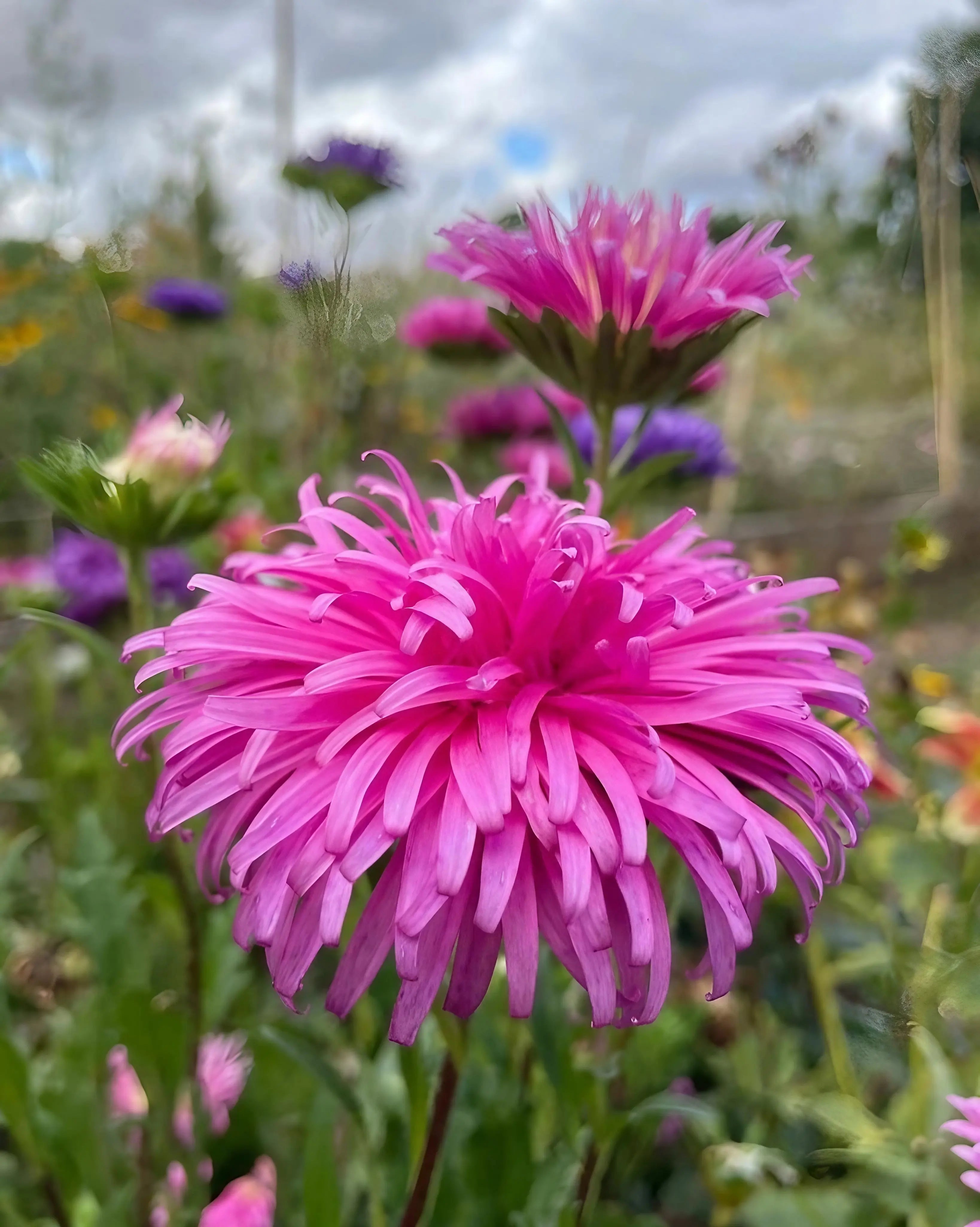 Premium Multi Asters Giants Flower seeds for Planting Cut Flower Favorite, Heirloom & GMO Free Seeds for Home Garden seeds