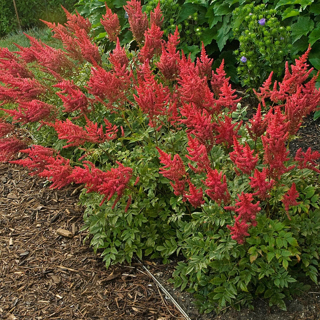 Red Astilbe Perennial Flower seeds for Planting Pollinator Friendly, Heirloom & GMO Free Seeds for Home Garden vegetable and garden seeds