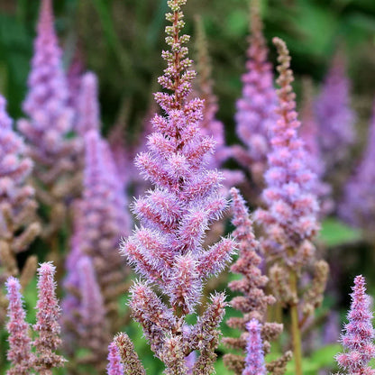 Astilbe Pumila Flower seeds for Planting Easy to Grow Heirloom & GMO Free Seeds for Home Garden