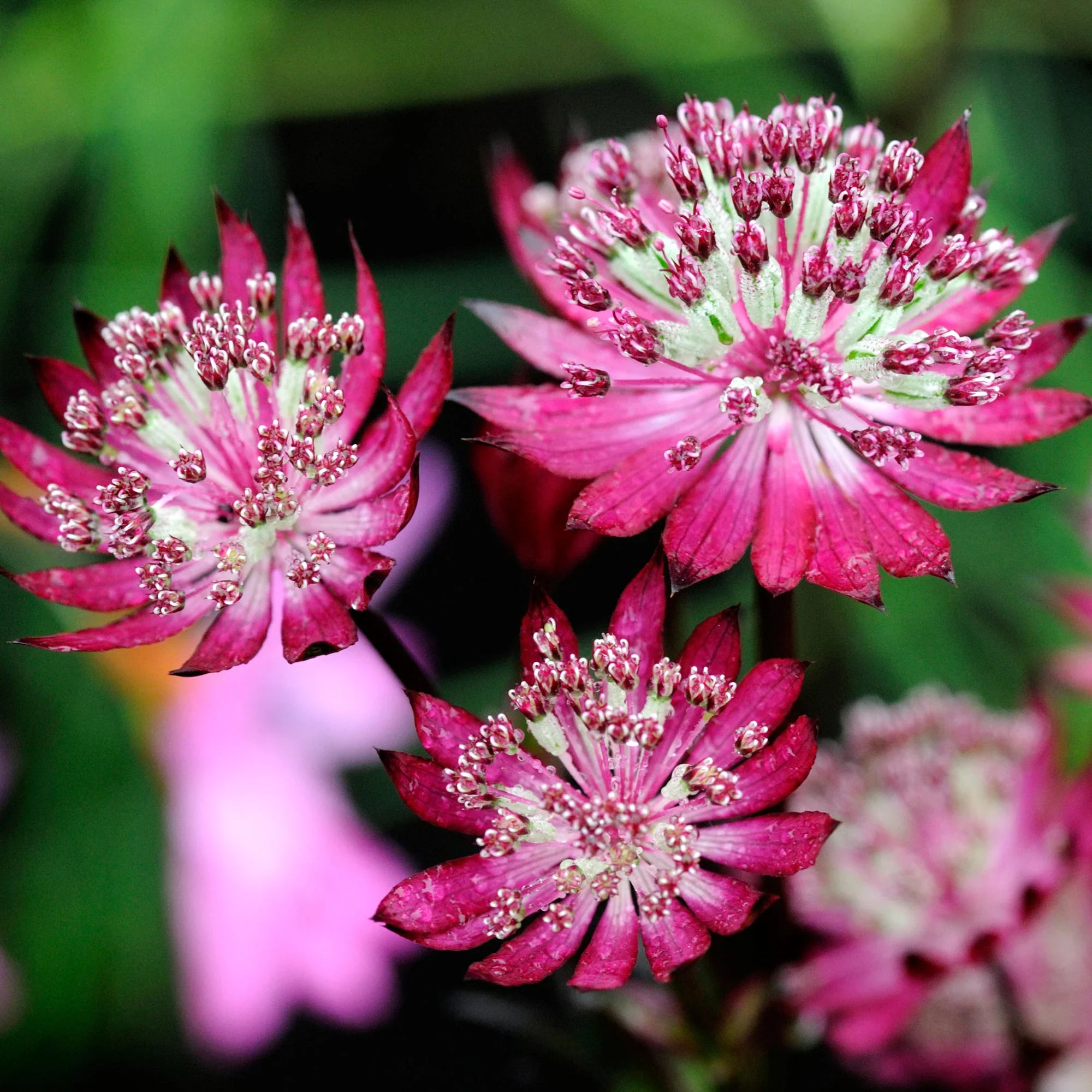 Premium White Pink Astrantia Flower seeds for Planting Cut Flower Favorite, Heirloom & GMO Free Seeds for Home Garden seeds