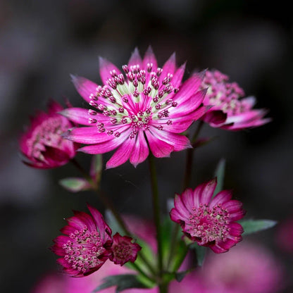 Astrantia Pincushion Flower seeds for Planting Perfect for Borders Heirloom & GMO Free Seeds for Home Garden