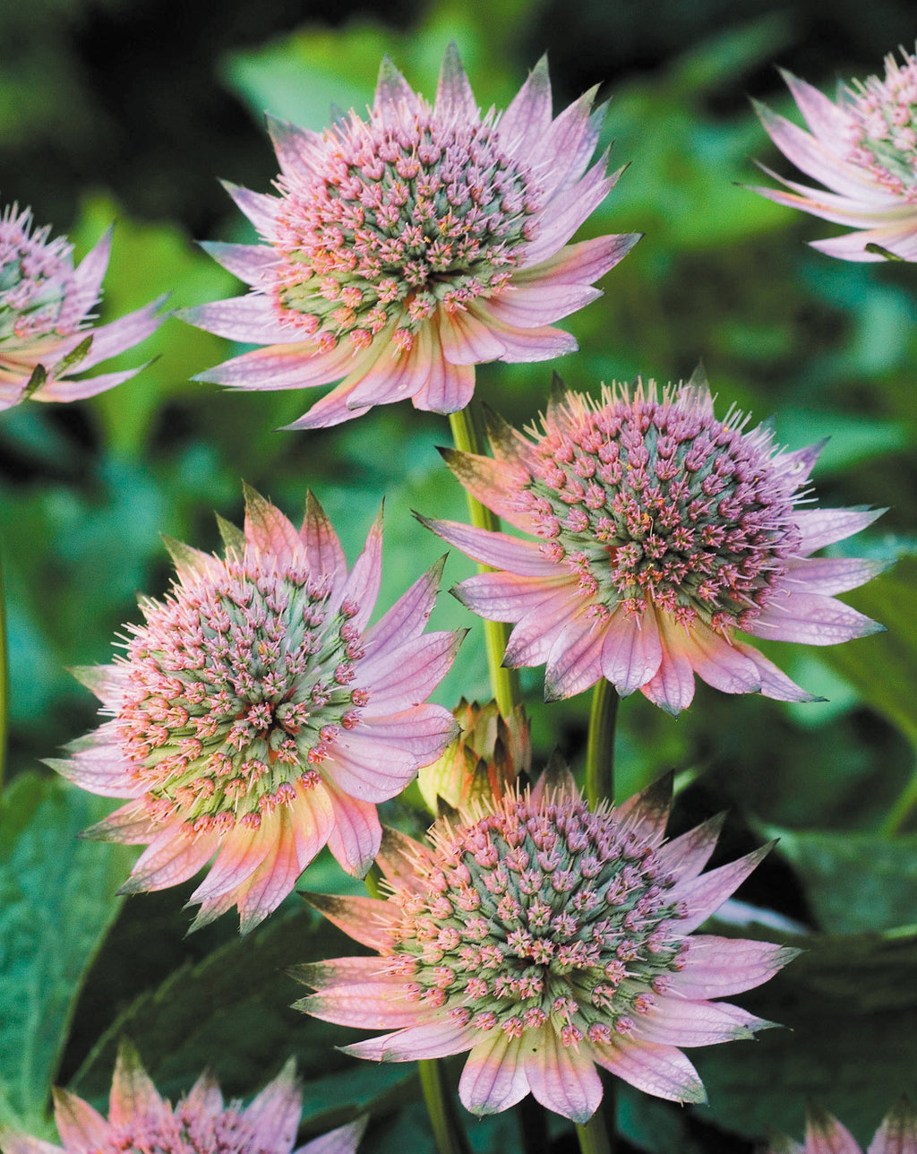 Mixed Astrantia Flower seeds for Planting Shade Tolerant, Heirloom & GMO Free Seeds for Home Garden vegetable and garden seeds