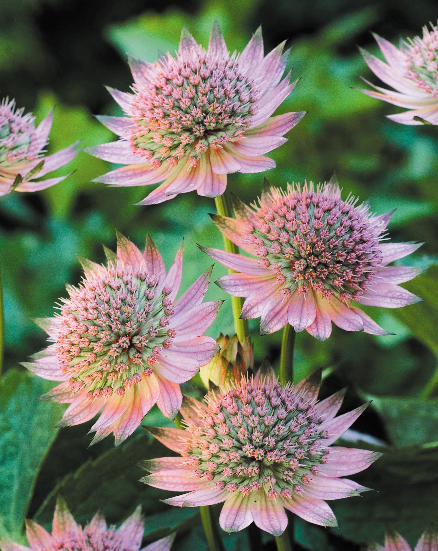 Mixed Astrantia Flower seeds for Planting Shade Tolerant, Heirloom & GMO Free Seeds for Home Garden vegetable and garden seeds