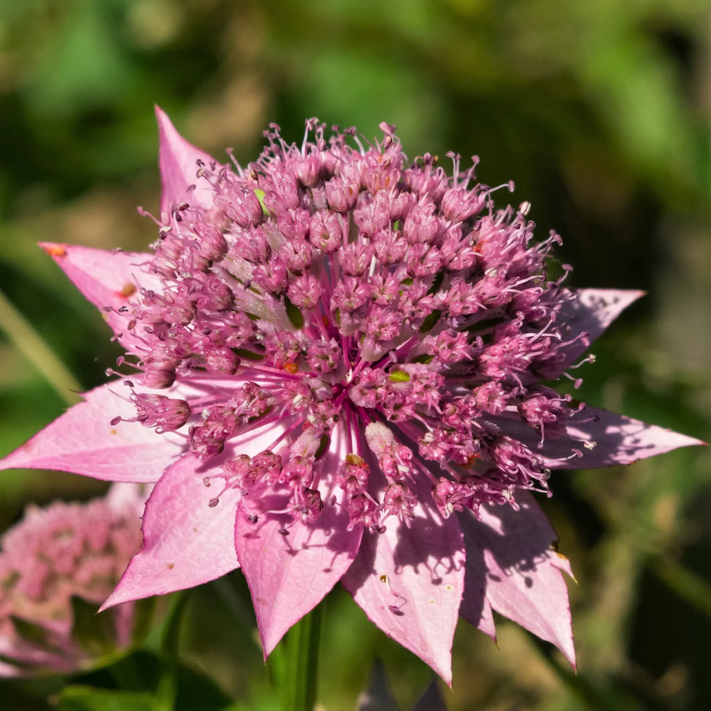 High quality Pink Astrantia Flower seeds for Planting Premium Quality, Heirloom & GMO Free Seeds for Home Garden seeds pack