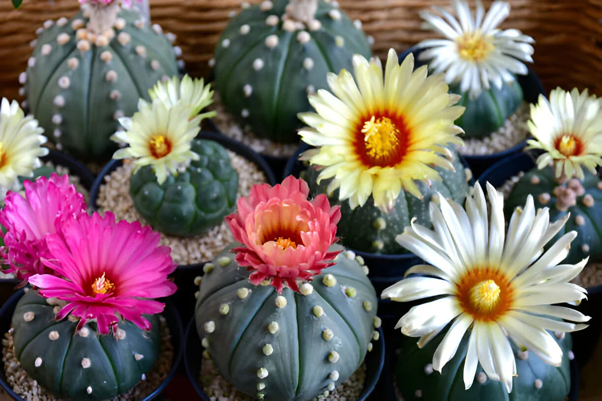 Mixed Astrophytum Flower seeds for Planting Drought Tolerant, Heirloom & GMO Free Seeds for Home Garden vegetable and garden seeds