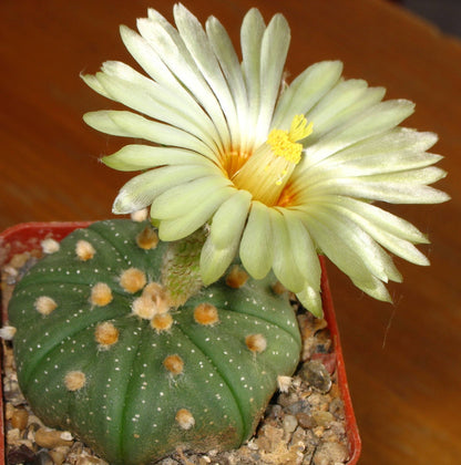 Astrophytum Flower seeds for Planting Cottage Garden Essential Heirloom & GMO Free Seeds for Home Garden