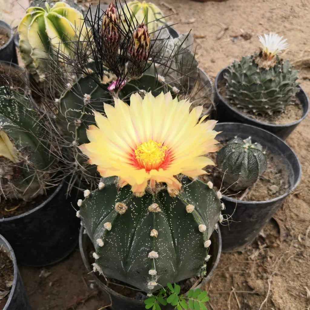 Astrophytum Flower seeds for Planting Cottage Garden Essential Heirloom & GMO Free Seeds for Home Garden