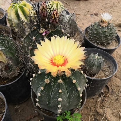 Astrophytum Flower seeds for Planting Cottage Garden Essential Heirloom & GMO Free Seeds for Home Garden