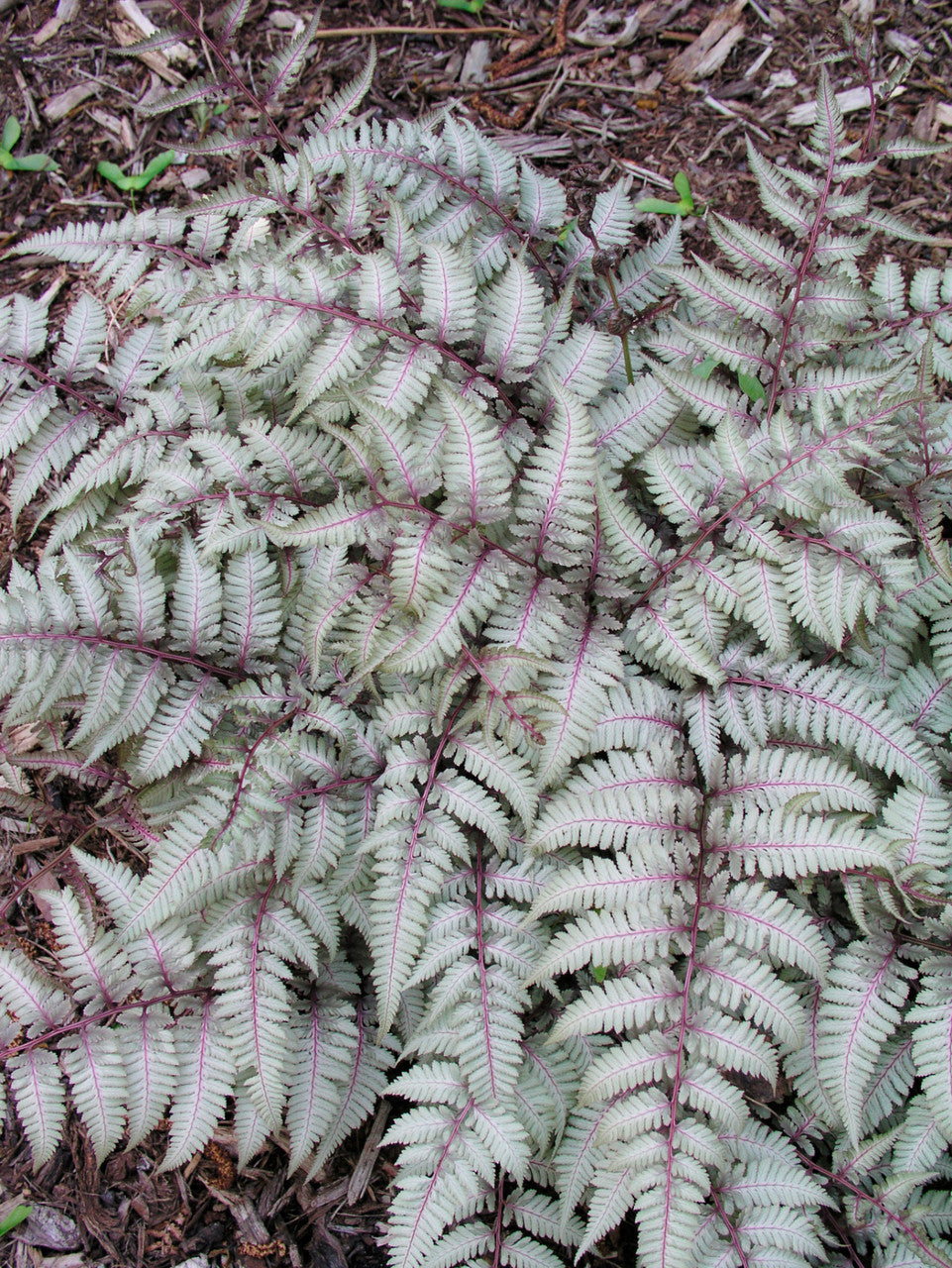 Grey Fern Plant Seeds For Planting - Add Unique Greenery To Your Garden
