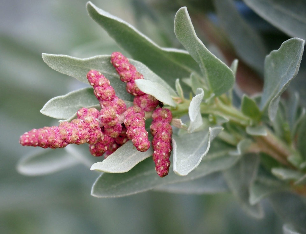 Saltbush Flower seeds for Planting Long Bloom Season Heirloom & GMO Free Seeds for Home Garden