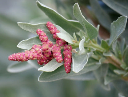 Saltbush Flower seeds for Planting Long Bloom Season Heirloom & GMO Free Seeds for Home Garden