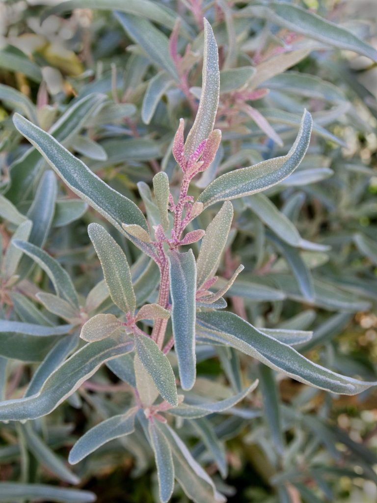 Saltbush Flower seeds for Planting Long Bloom Season Heirloom & GMO Free Seeds for Home Garden