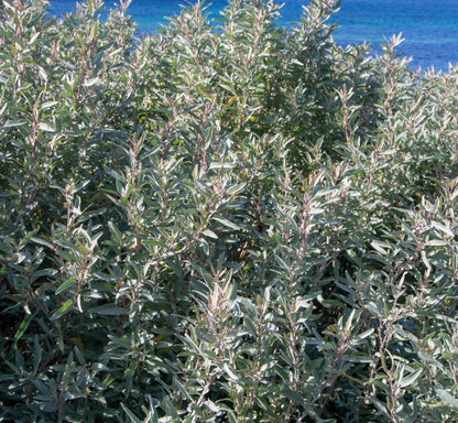 Saltbush Flower seeds for Planting Long Bloom Season Heirloom & GMO Free Seeds for Home Garden