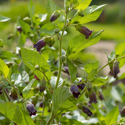 Belladonna Flower seeds for Planting Hardy Variety Heirloom & GMO Free Seeds for Home Garden