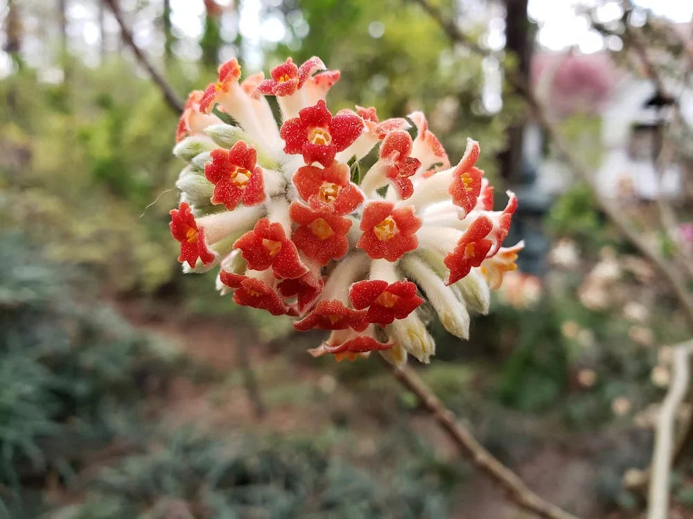 Premium Red Edgeworthia Flower seeds for Planting Easy to Grow, Heirloom & GMO Free Seeds for Home Garden seeds