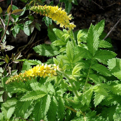 Agrimonia Flower seeds for Planting Drought Tolerant Heirloom & GMO Free Seeds for Home Garden