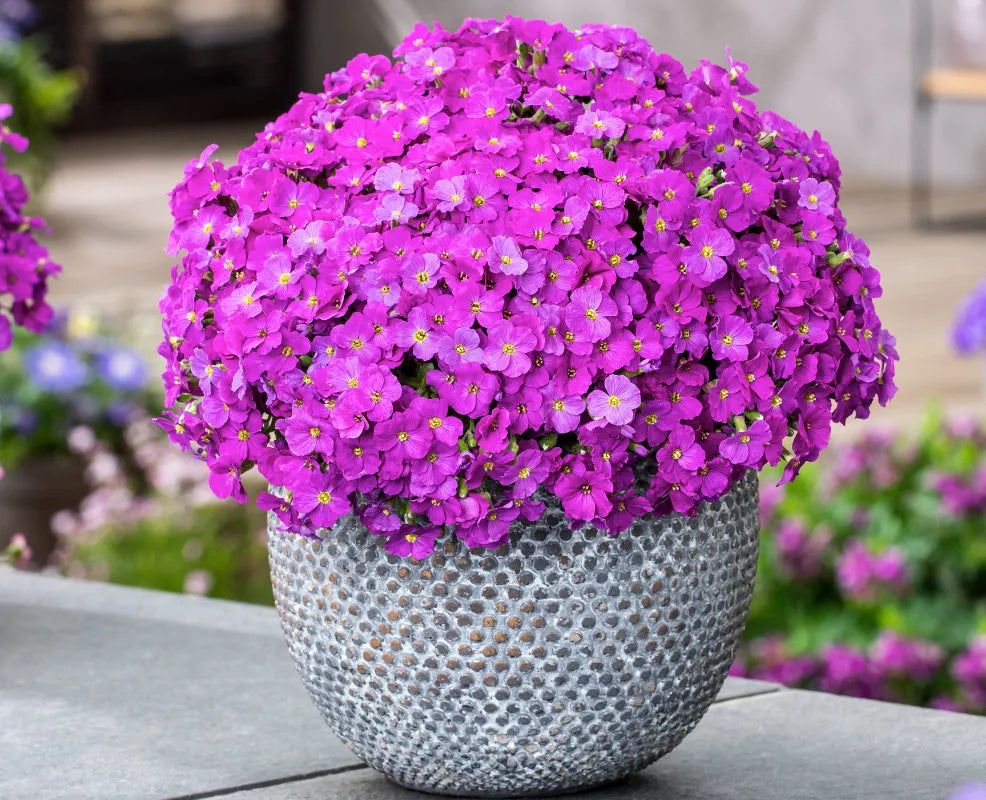 Pink Aubrieta Flower seeds for Planting Low Maintenance, Heirloom & GMO Free Seeds for Home Garden vegetable and garden seeds