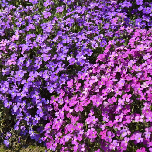 Cascade Flower seeds for Planting Colorful Display, Heirloom & GMO Free Seeds for Home Garden seeds for planting