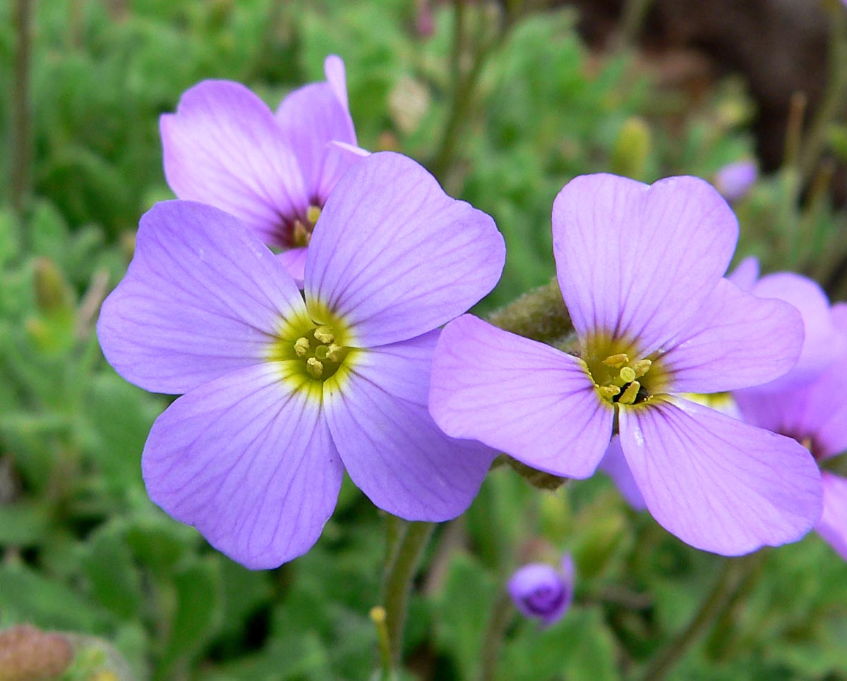 Purple Aubrieta Garden Blooms