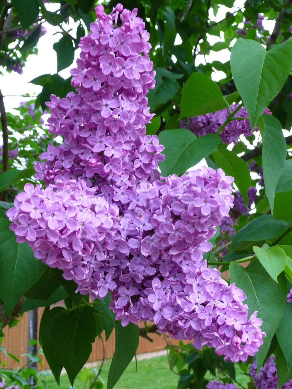 Premium Purple Fragrant Flower seeds for Planting Compact Growth, Heirloom & GMO Free Seeds for Home Garden seeds
