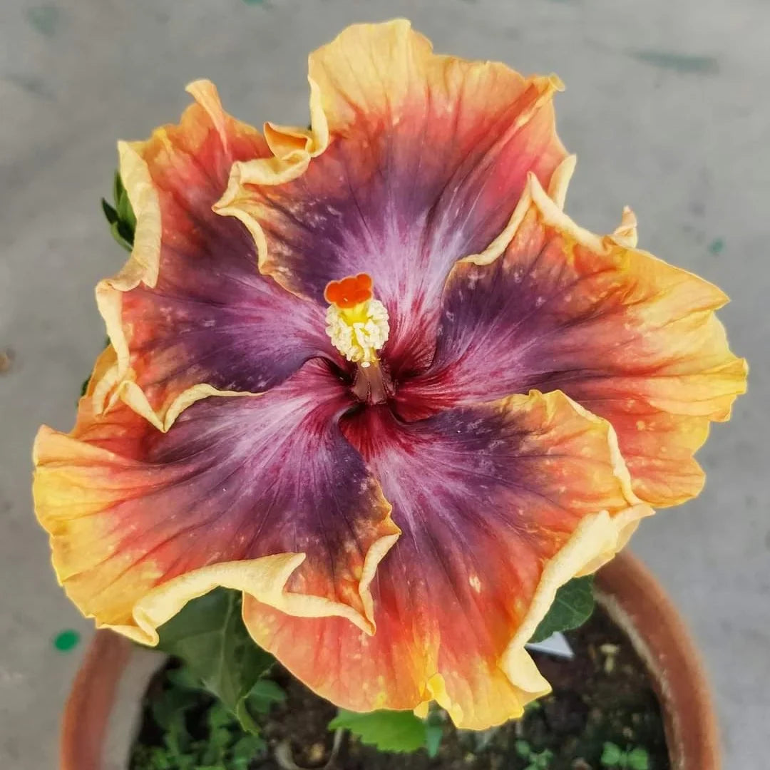 Premium Purple Orange Hibiscus Flower seeds for Planting Pollinator Friendly, Heirloom & GMO Free Seeds for Home Garden seeds
