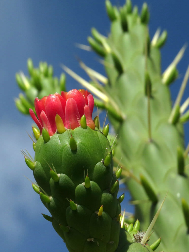 Premium Green Austrocylindropuntia Flower seeds for Planting Cottage Garden Essential, Heirloom & GMO Free Seeds for Home Garden seeds