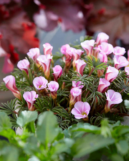 Oxalis Flower seeds for Planting - Fragrant Blossoms, Heirloom & GMO Free Seeds for Home Garden