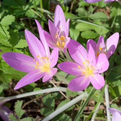 Autumn Crocus Flower seeds for Planting Bright Blooms Heirloom & GMO Free Seeds for Home Garden