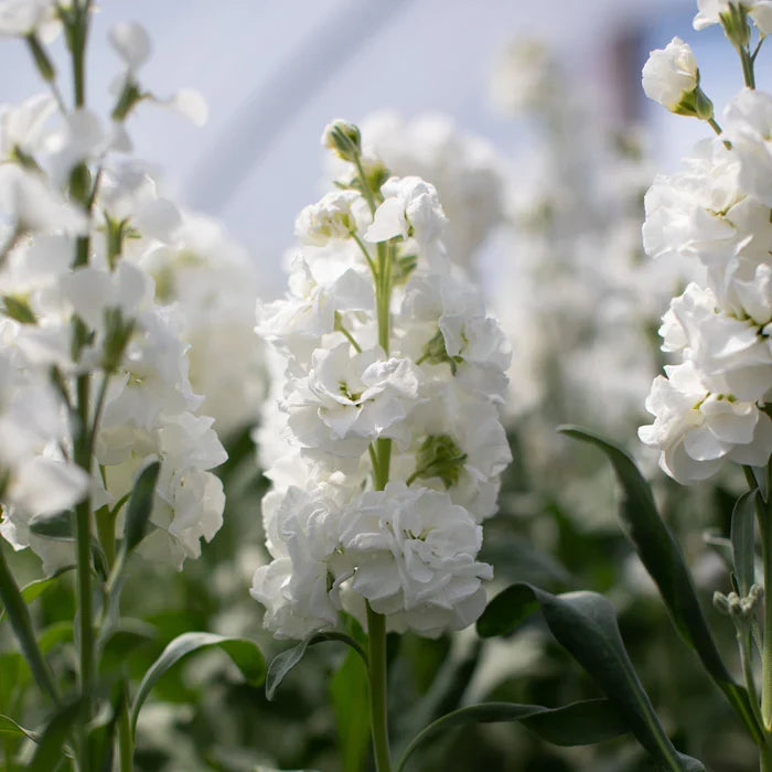 High quality White Scented Stock Flower seeds for Planting Shade Tolerant, Heirloom & GMO Free Seeds for Home Garden seeds pack