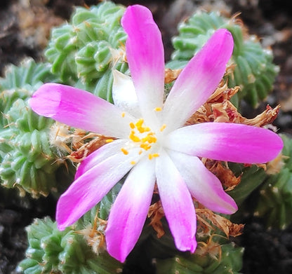 Heirloom Aztekium Flower seeds for Planting Garden Favorite Heirloom & GMO Free Seeds for Home Garden
