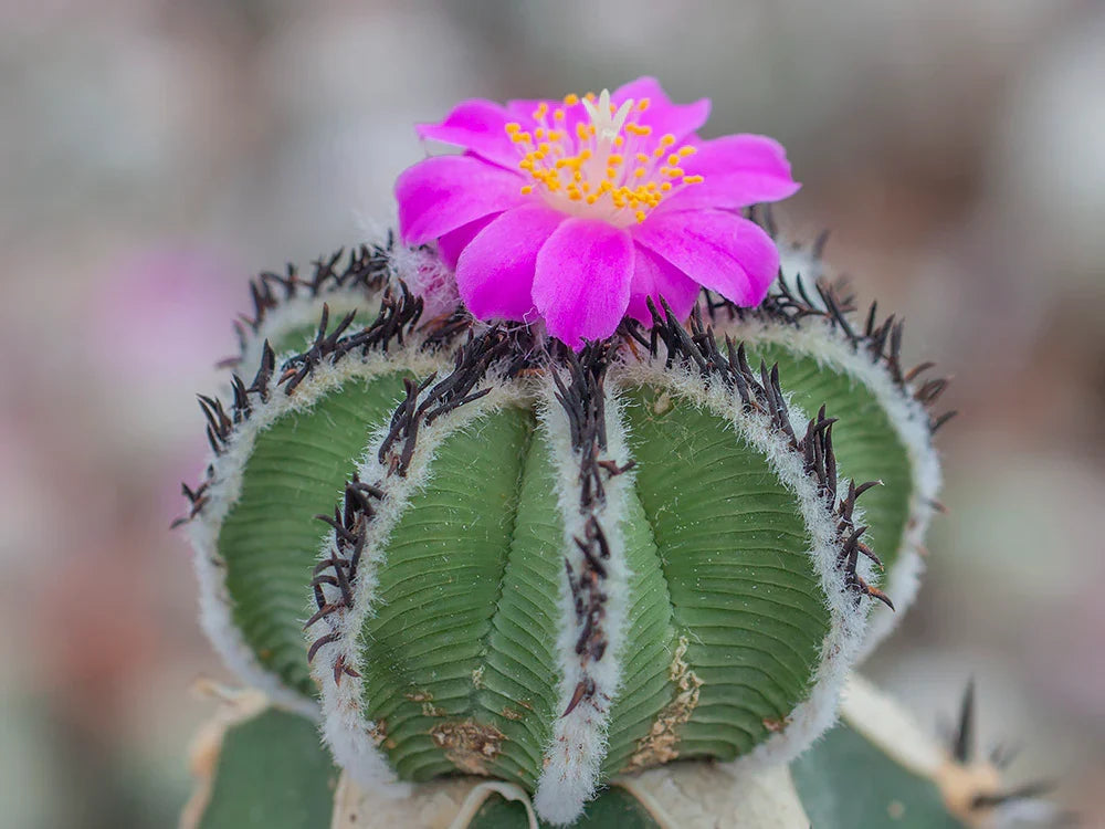 Heirloom Aztekium Flower seeds for Planting Garden Favorite Heirloom & GMO Free Seeds for Home Garden