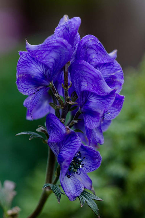 Blue Monkshood Flower seeds for Planting Colorful Display, Heirloom & GMO Free Seeds for Home Garden Sale seeds for planting