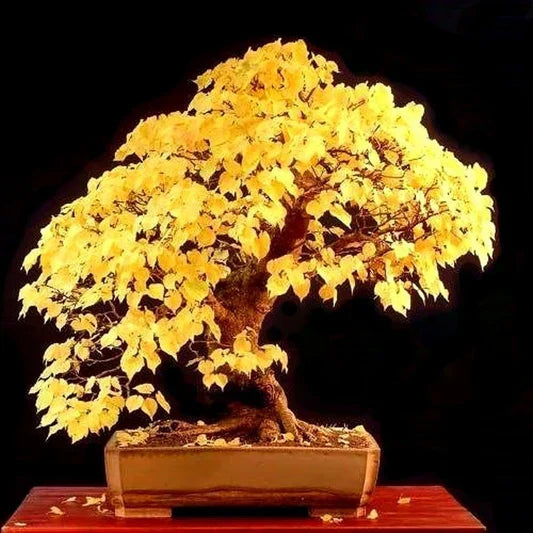 Yellow Simsii Bonsai Planting Seeds
