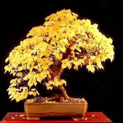 Yellow Simsii Bonsai Planting Seeds