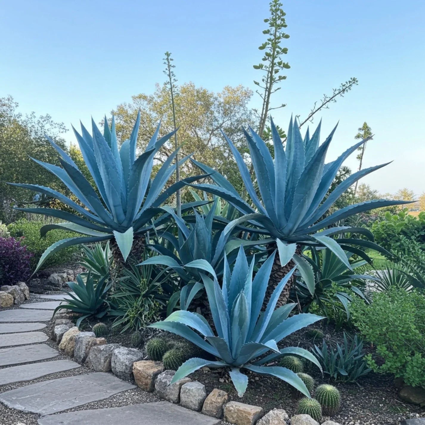 Heirloom Agave Flower seeds for Planting Easy to Grow Heirloom & GMO Free Seeds for Home Garden
