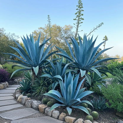 Heirloom Agave Flower seeds for Planting Easy to Grow Heirloom & GMO Free Seeds for Home Garden
