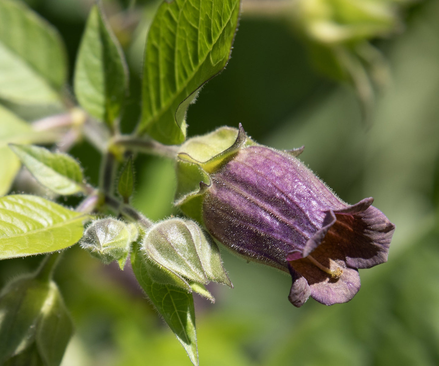 Belladonna Flower seeds for Planting Hardy Variety Heirloom & GMO Free Seeds for Home Garden