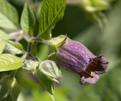 Belladonna Flower seeds for Planting Hardy Variety Heirloom & GMO Free Seeds for Home Garden